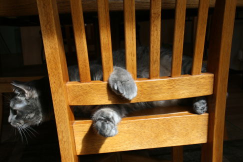 Picture of a cat / kitten / feline