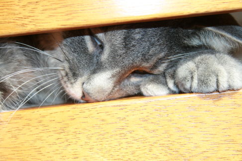 Picture of a cat / kitten / feline