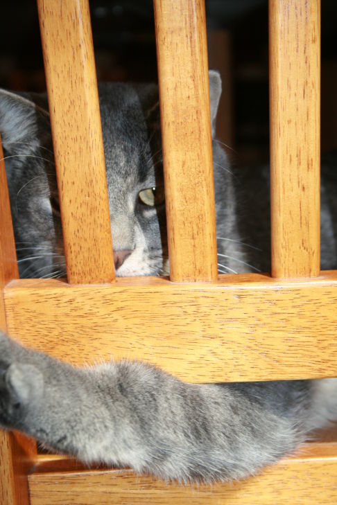 Picture of a cat / kitten / feline