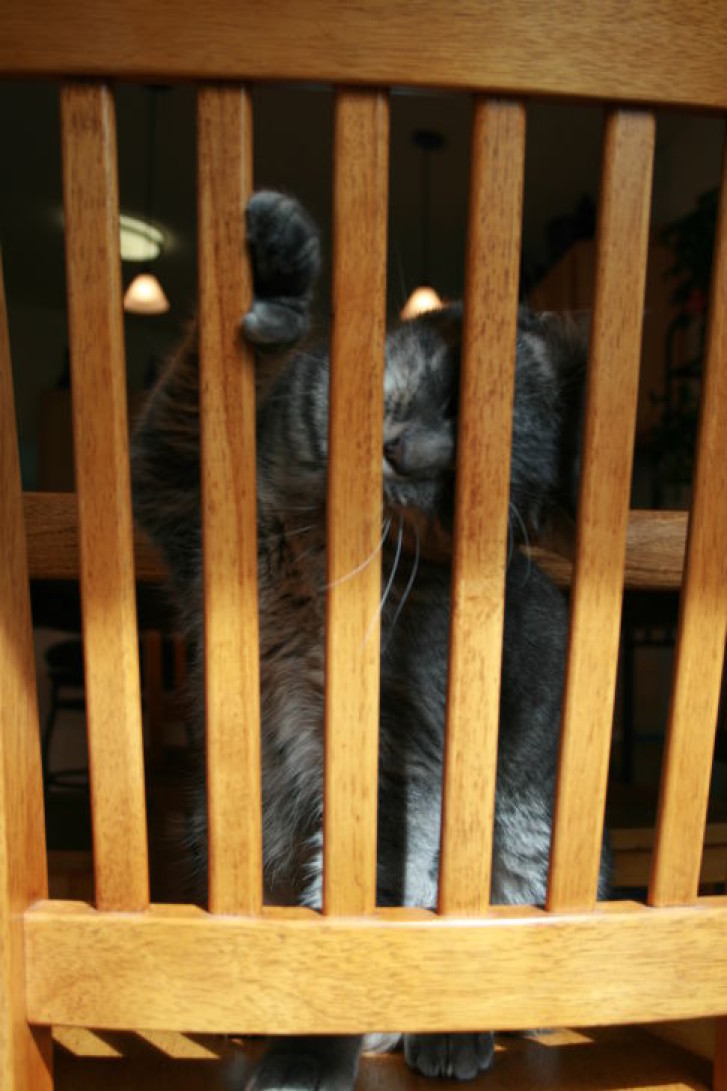 Picture of a cat / kitten / feline