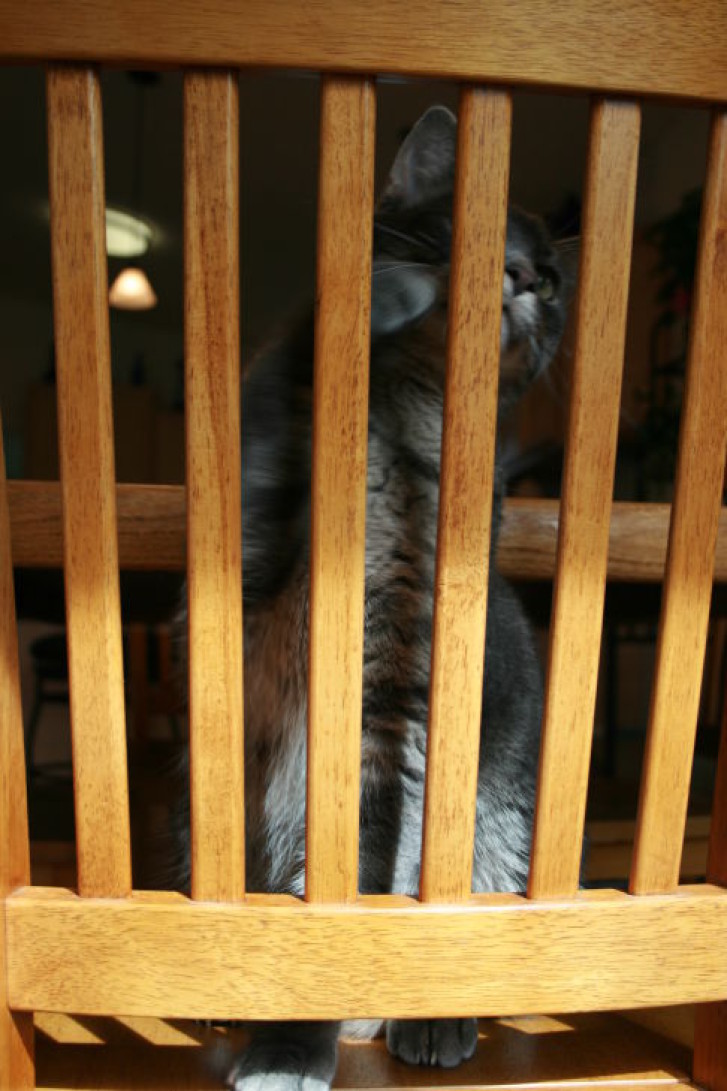 Picture of a cat / kitten / feline