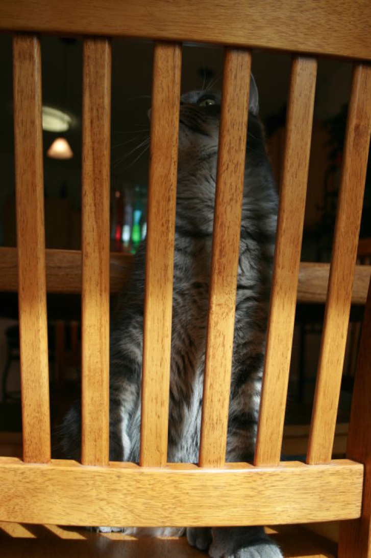 Picture of a cat / kitten / feline