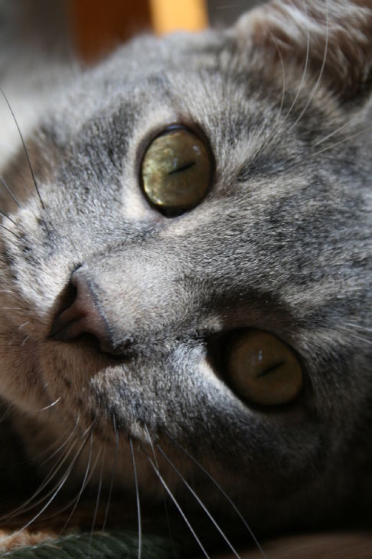 Picture of a cat / kitten / feline