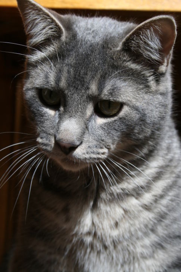 Picture of a cat / kitten / feline