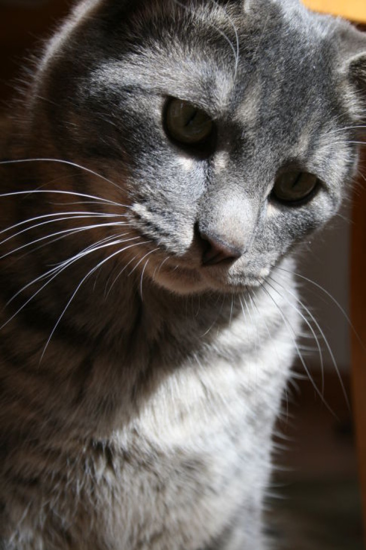 Picture of a cat / kitten / feline