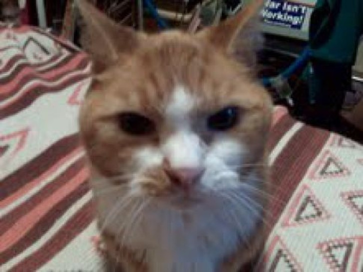 Picture of a cat / kitten / feline