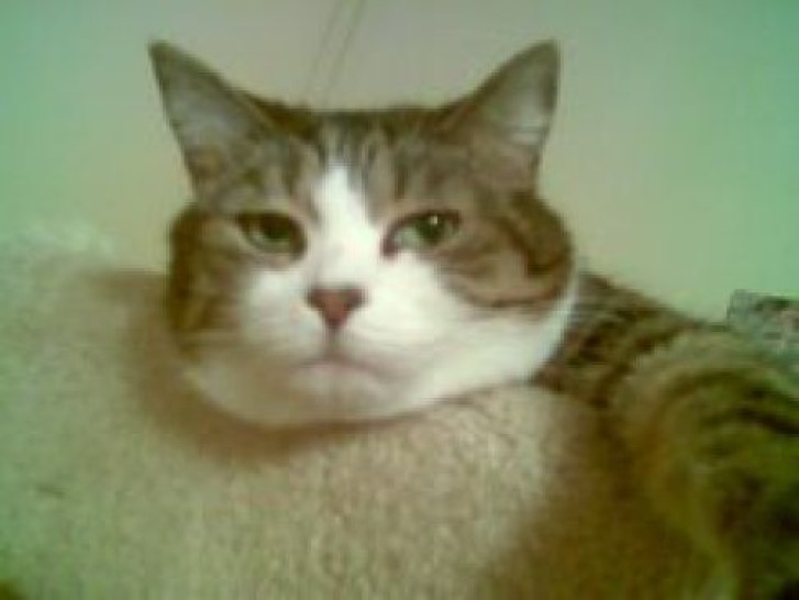 Picture of a cat / kitten / feline