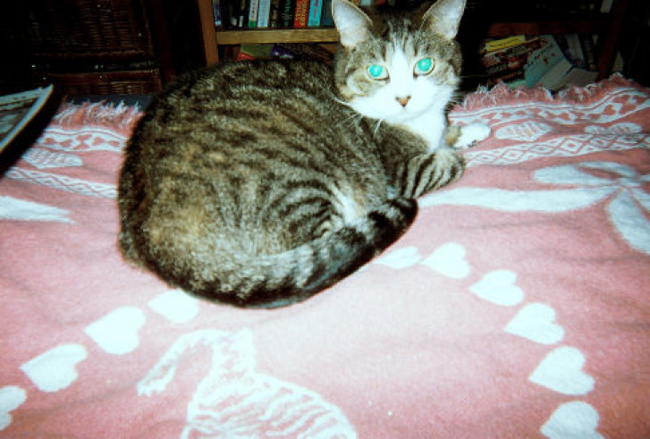 Picture of a cat / kitten / feline