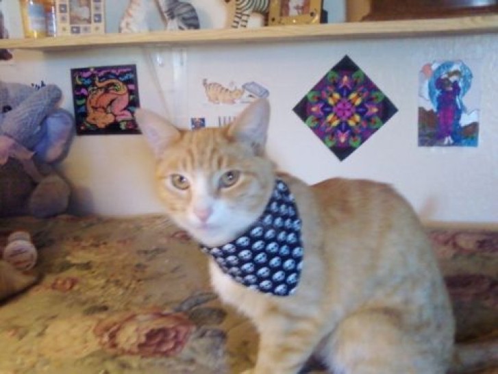 Picture of a cat / kitten / feline