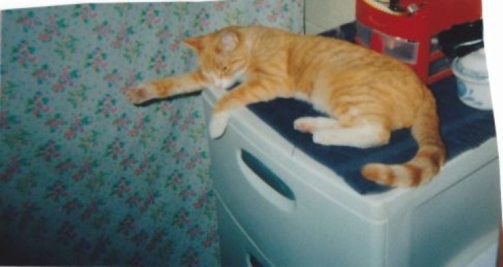 Picture of a cat / kitten / feline