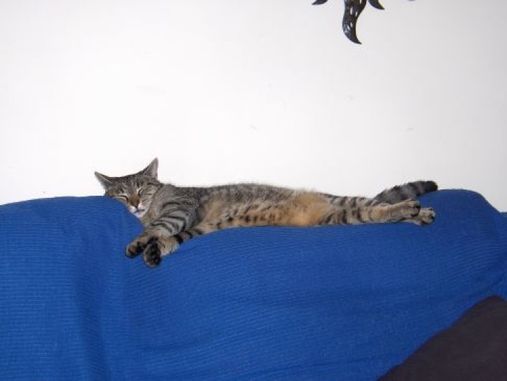 Picture of a cat / kitten / feline