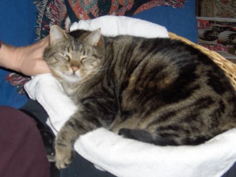 Picture of a cat / kitten / feline