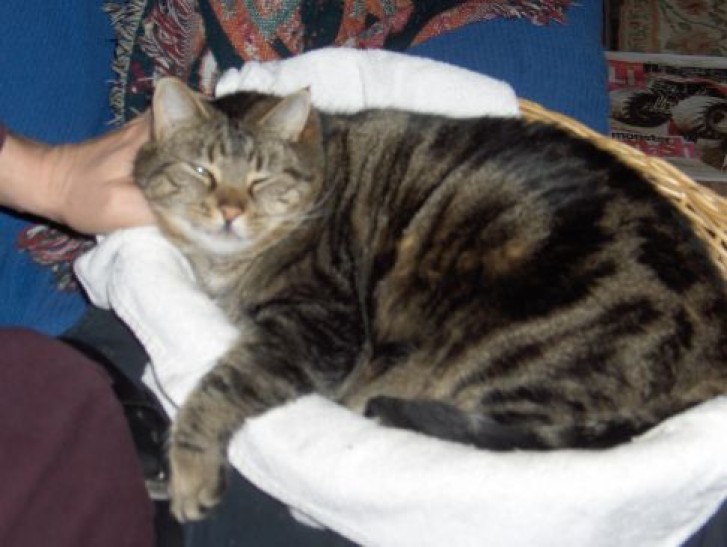 Picture of a cat / kitten / feline