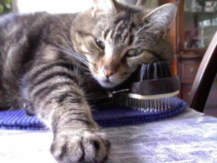 Picture of a cat / kitten / feline