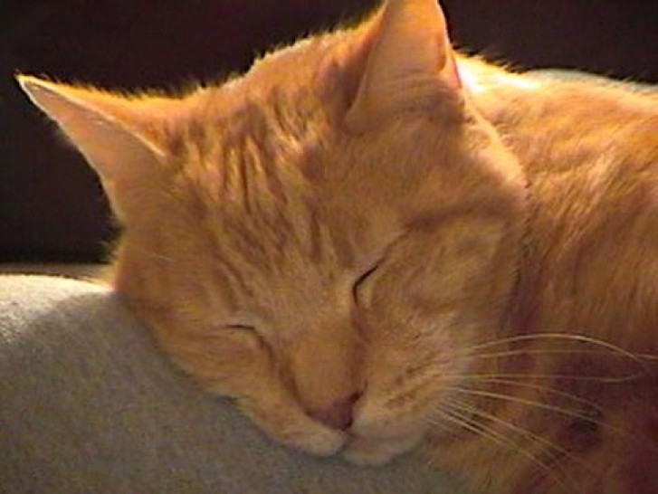 Picture of a cat / kitten / feline