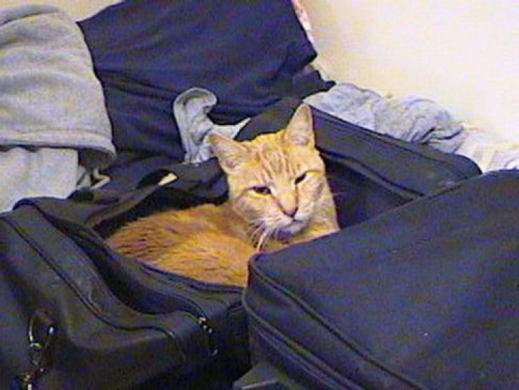 Picture of a cat / kitten / feline