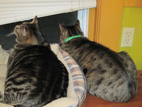 Picture of a cat / kitten / feline