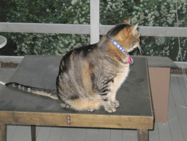 Picture of a cat / kitten / feline