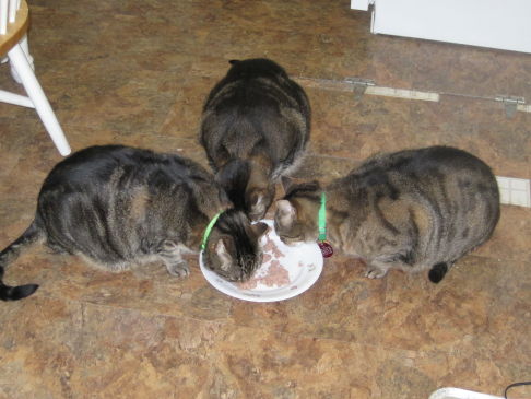 Picture of a cat / kitten / feline