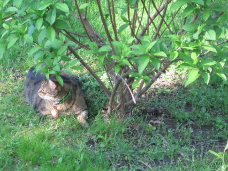 Picture of a cat / kitten / feline