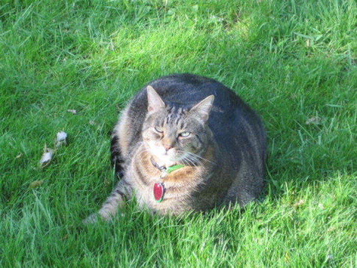 Picture of a cat / kitten / feline