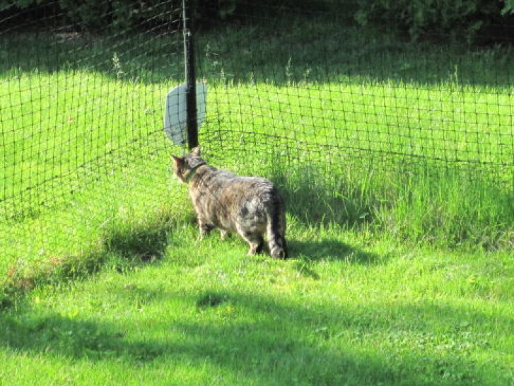 Picture of a cat / kitten / feline