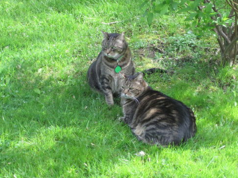 Picture of a cat / kitten / feline