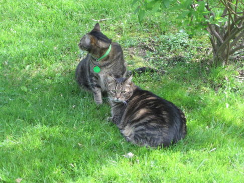 Picture of a cat / kitten / feline