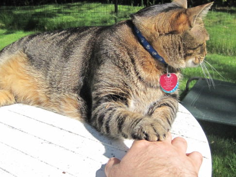 Picture of a cat / kitten / feline