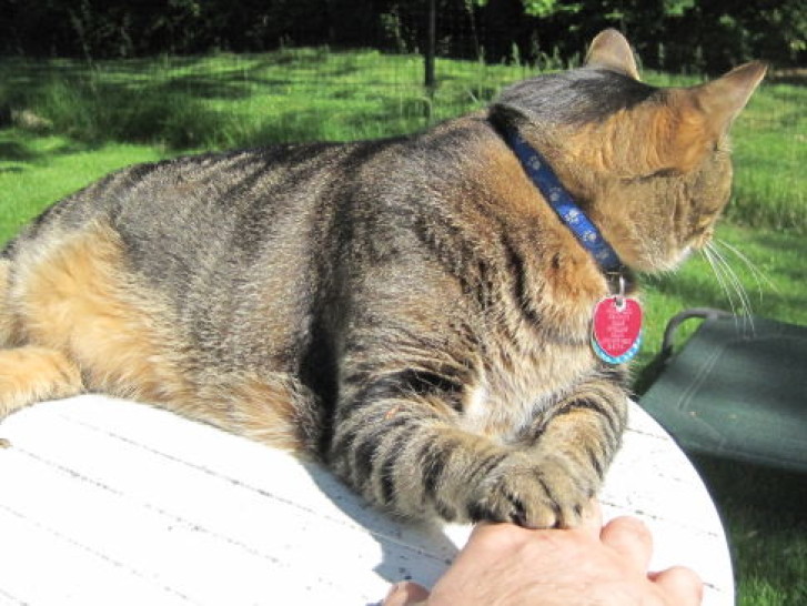 Picture of a cat / kitten / feline