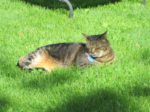 Picture of a cat / kitten / feline