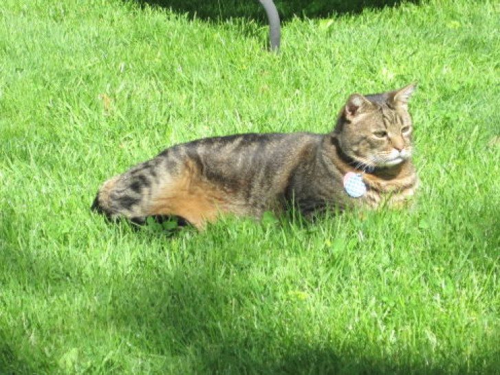 Picture of a cat / kitten / feline