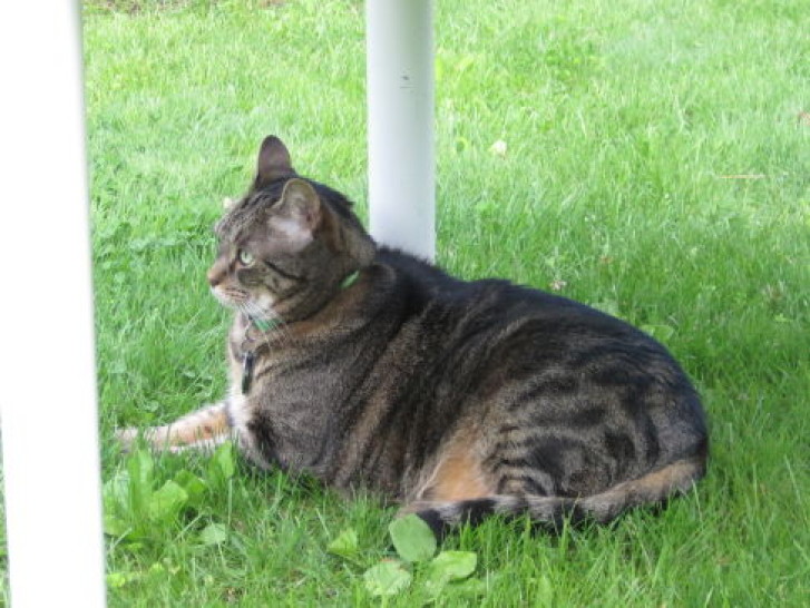 Picture of a cat / kitten / feline