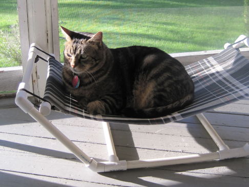 Picture of a cat / kitten / feline