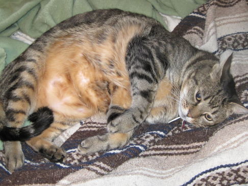 Picture of a cat / kitten / feline