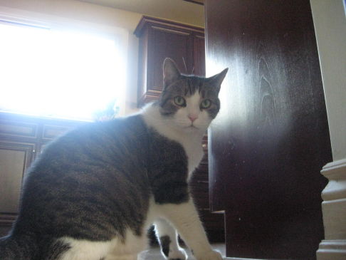 Picture of a cat / kitten / feline