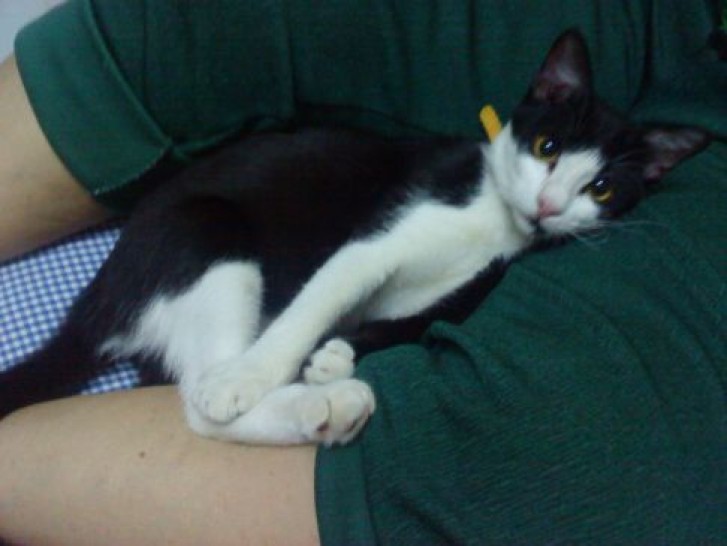 Picture of a cat / kitten / feline