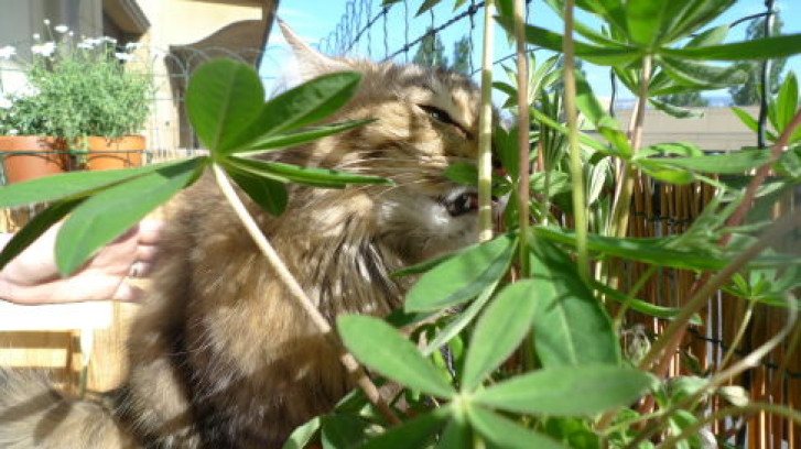 Picture of a cat / kitten / feline