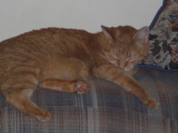 Picture of a cat / kitten / feline