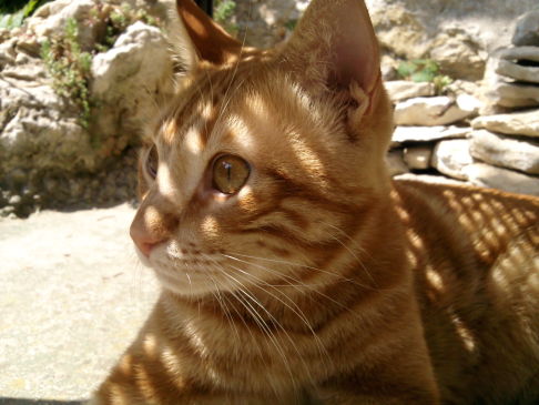 Picture of a cat / kitten / feline