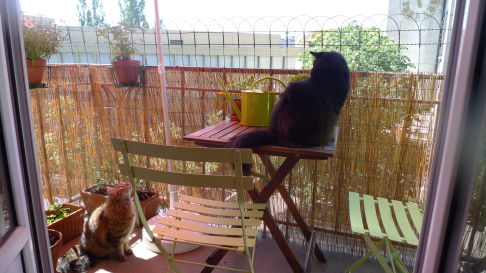 Picture of a cat / kitten / feline