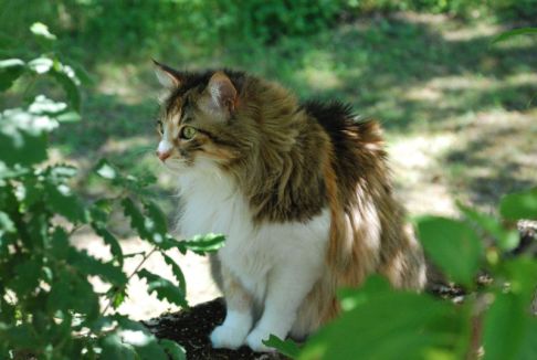 Picture of a cat / kitten / feline