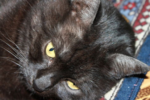 Picture of a cat / kitten / feline