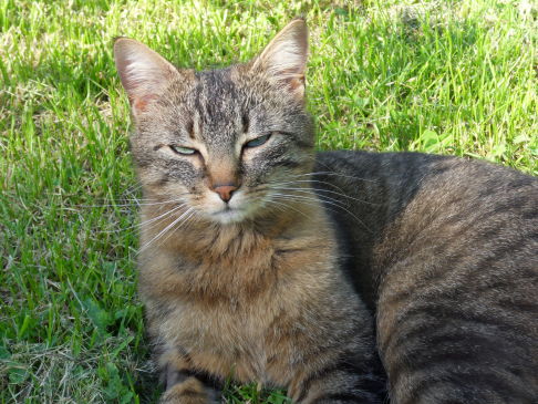 Picture of a cat / kitten / feline