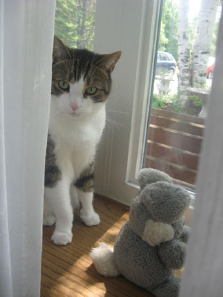 Picture of a cat / kitten / feline