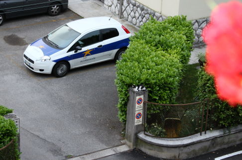 Picture of a cat / kitten / feline