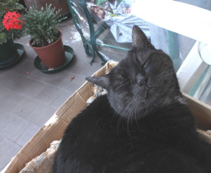 Picture of a cat / kitten / feline