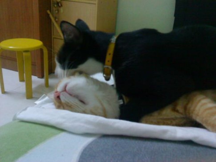 Picture of a cat / kitten / feline