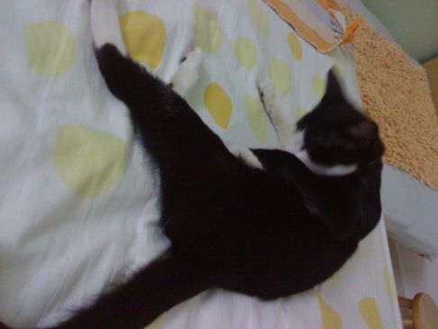 Picture of a cat / kitten / feline