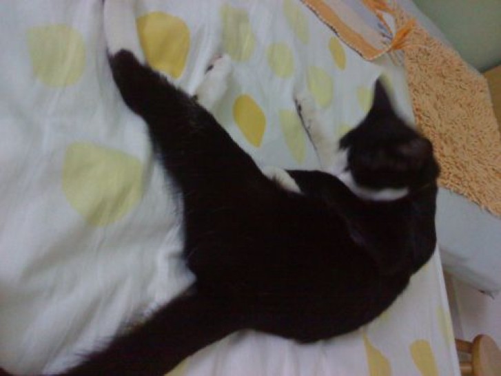 Picture of a cat / kitten / feline